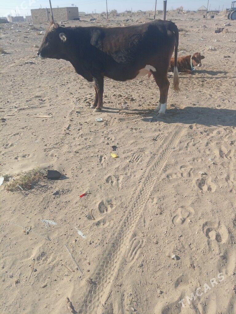 Bogaz sygyr  agyr - Балканабат - img 3