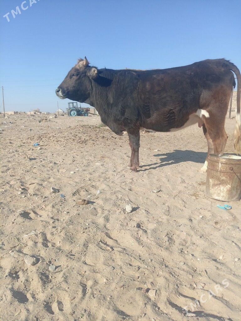 Bogaz sygyr agyr - Балканабат - img 1