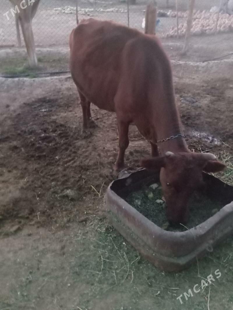 GOLELİ SYGYR - Бахарден - img 2