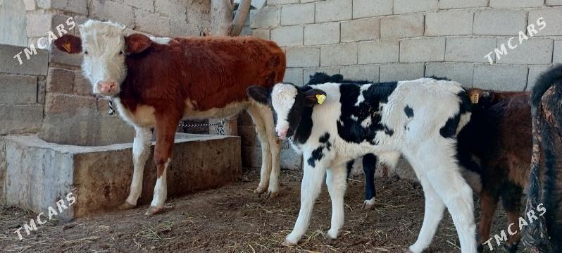 öküz tüwe göle - Ашхабад - img 1