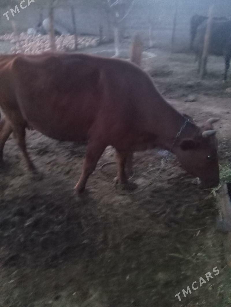 GOLELİ SYGYR - Бахарден - img 1