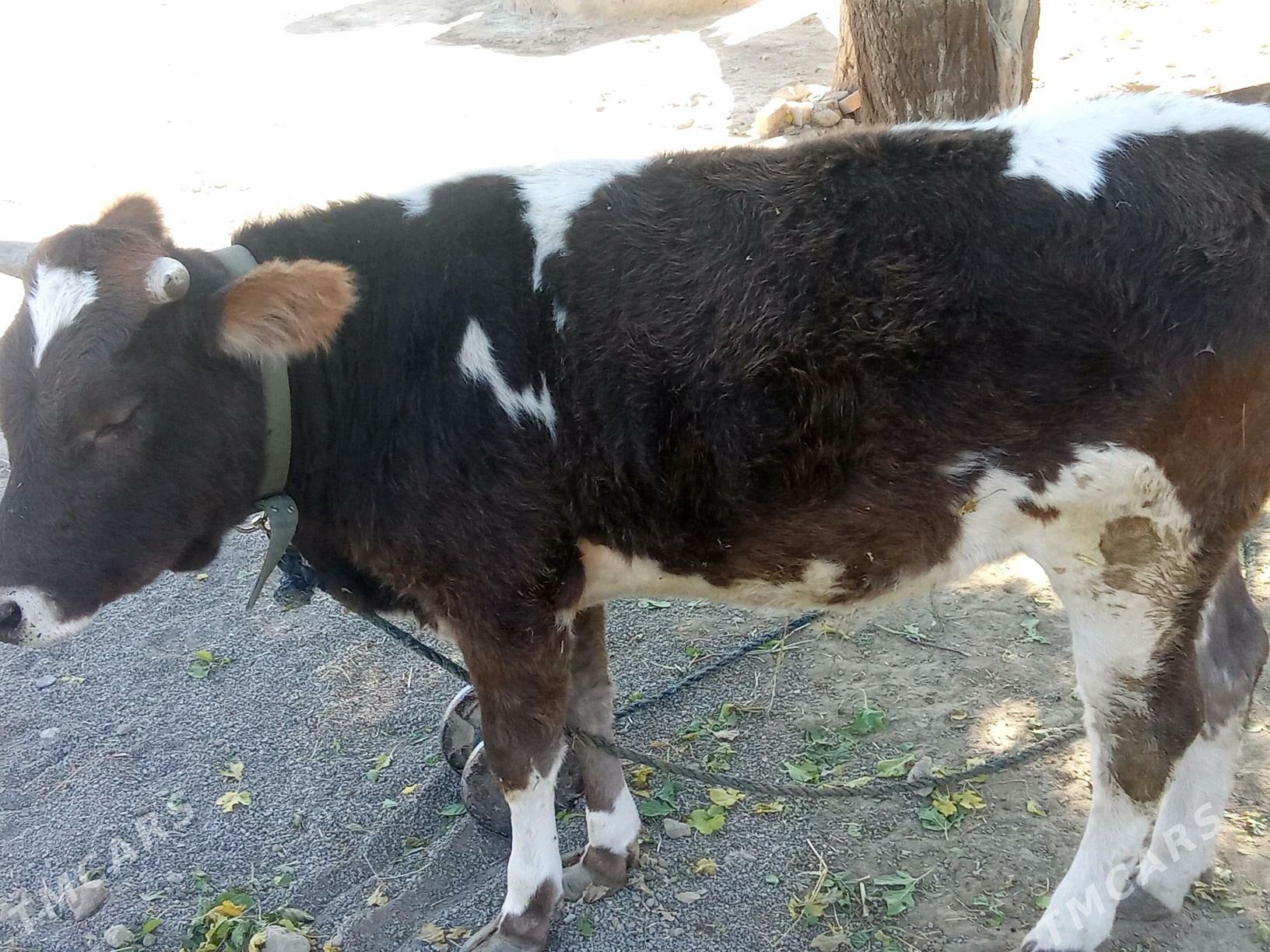 sygyr - Bäherden - img 2