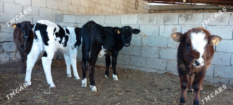 öküz tüwe göle - Ашхабад - img 3