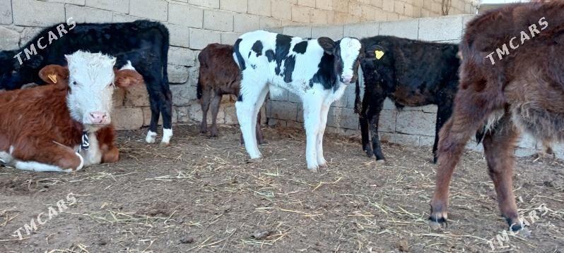 öküz tüwe göle - Ашхабад - img 2