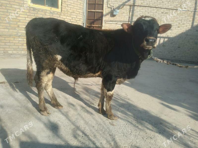 Parodny öküzçe - Türkmenabat - img 2