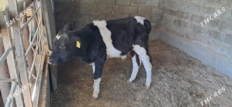 Okuz - Кипджак - img 4