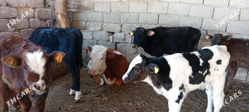 öküz tüwe göle - Ашхабад - img 4