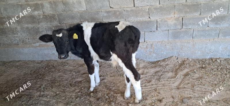 Okuz - Кипджак - img 3