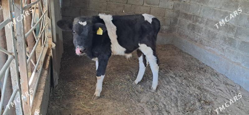 Okuz - Кипджак - img 5