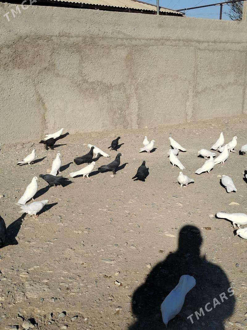 gara sapok bakincki - Гызыларбат - img 2