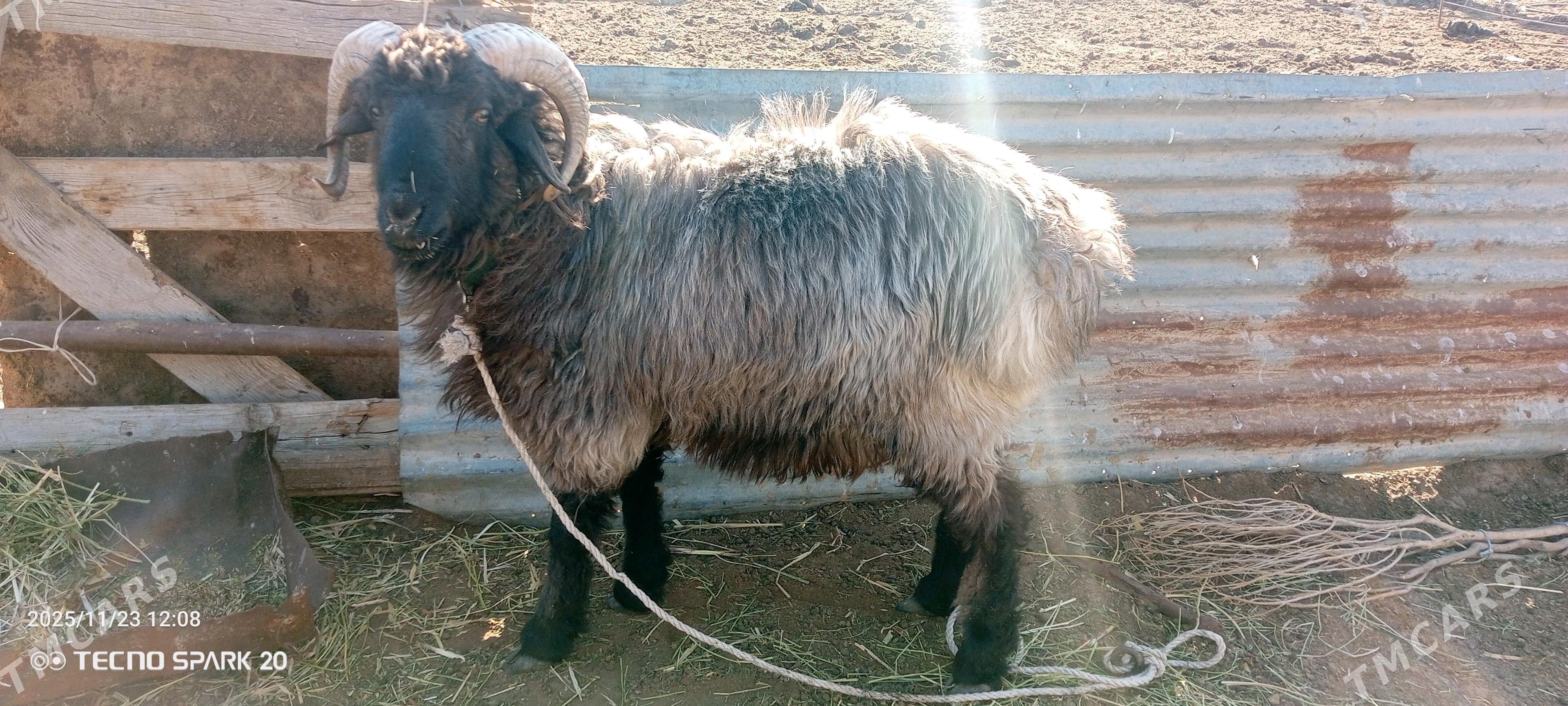 Goç - Jebel - img 2