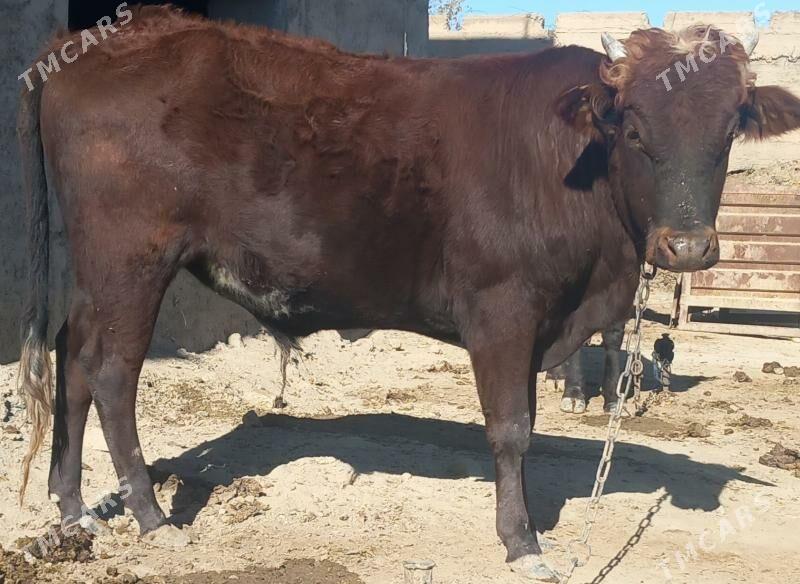 okuz - Анев - img 2