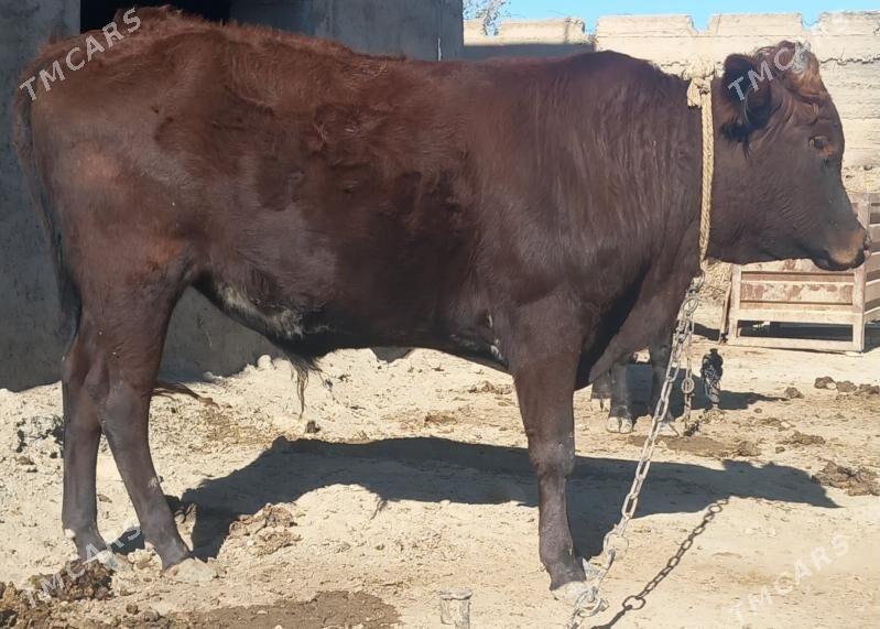 okuz - Анев - img 1