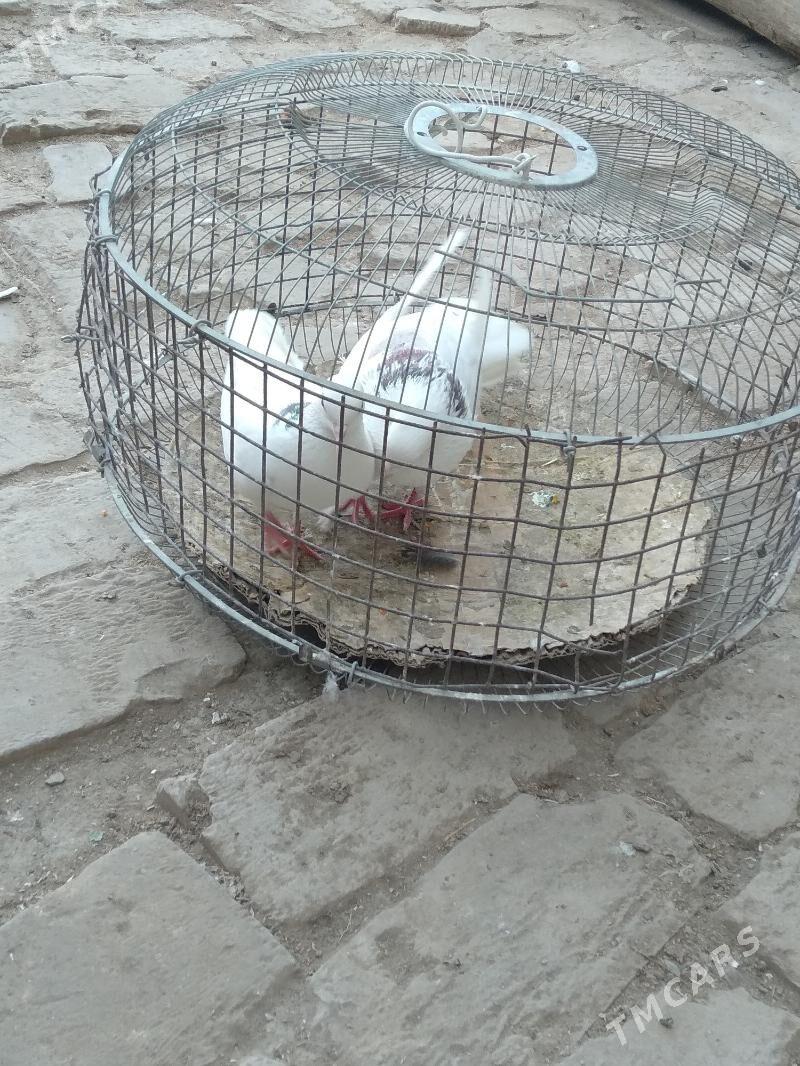 kepter - Туркменабат - img 6