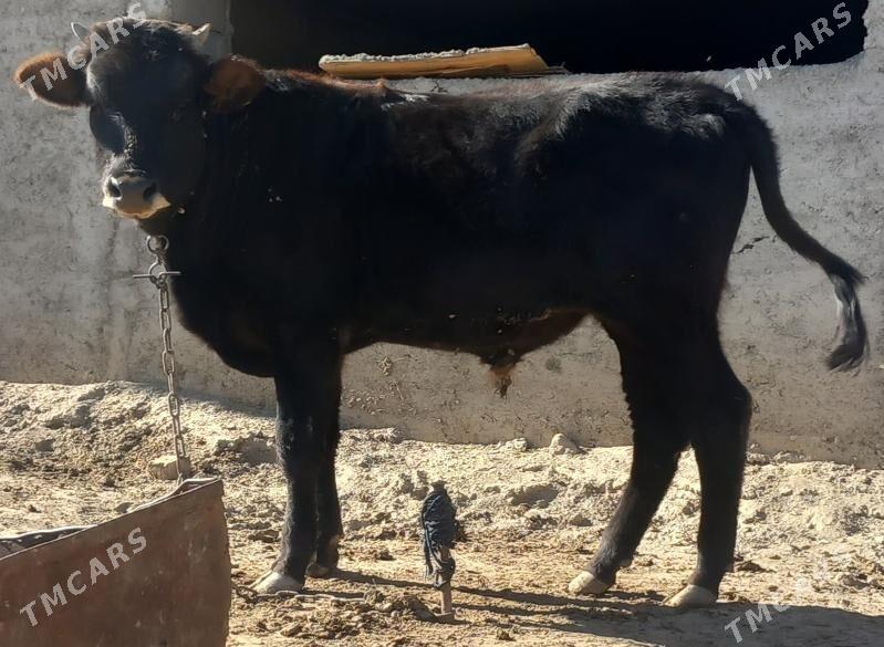 okuz - Анев - img 4