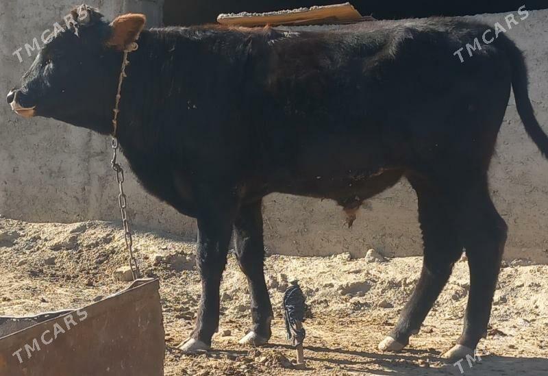 okuz - Анев - img 3