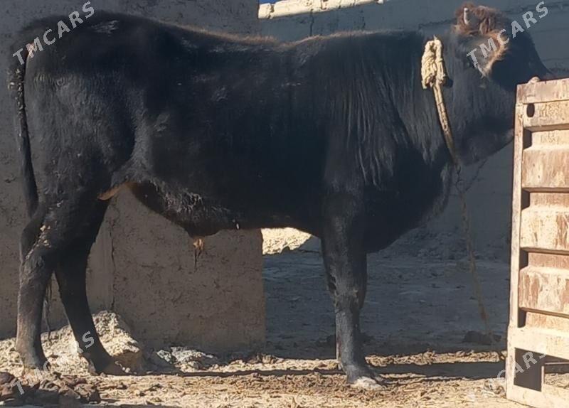 okuz - Анев - img 5