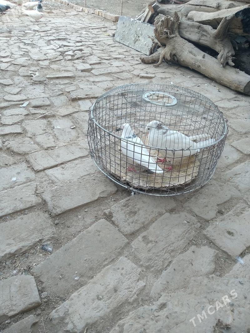 kepter - Туркменабат - img 1