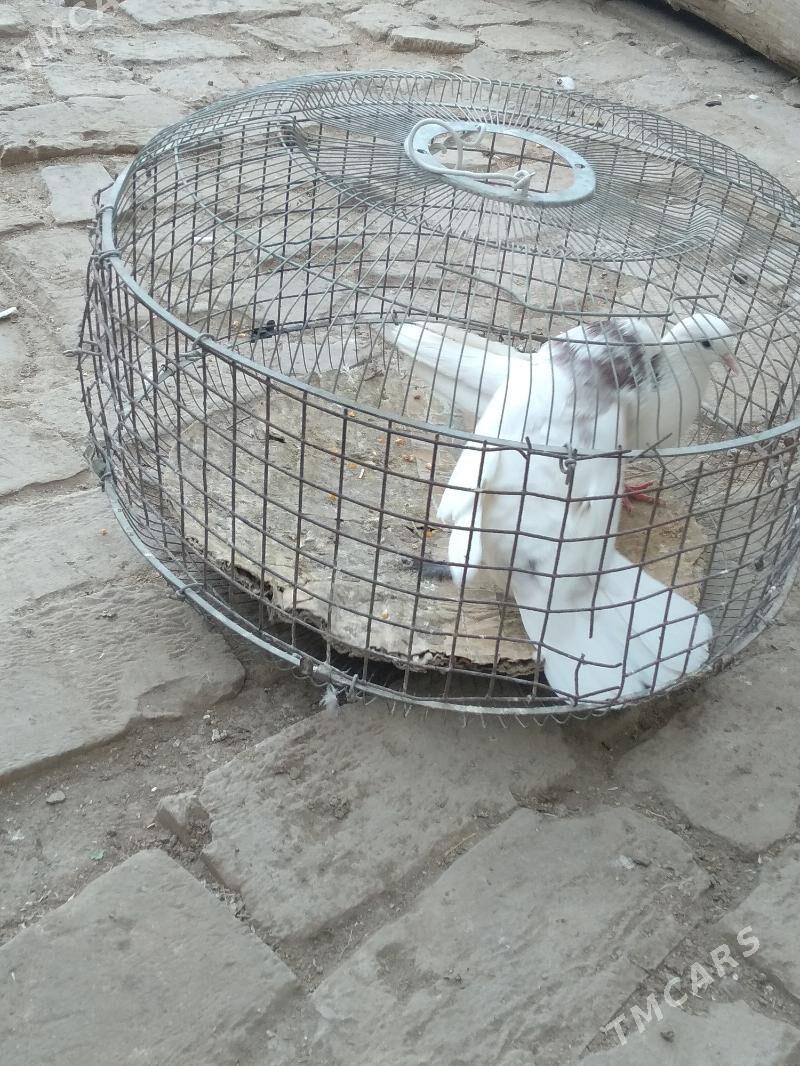 kepter - Туркменабат - img 2