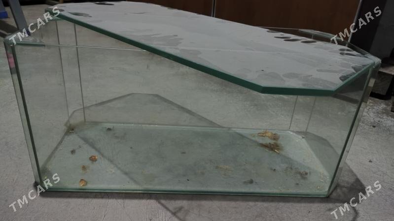 аквариум - Aşgabat - img 2