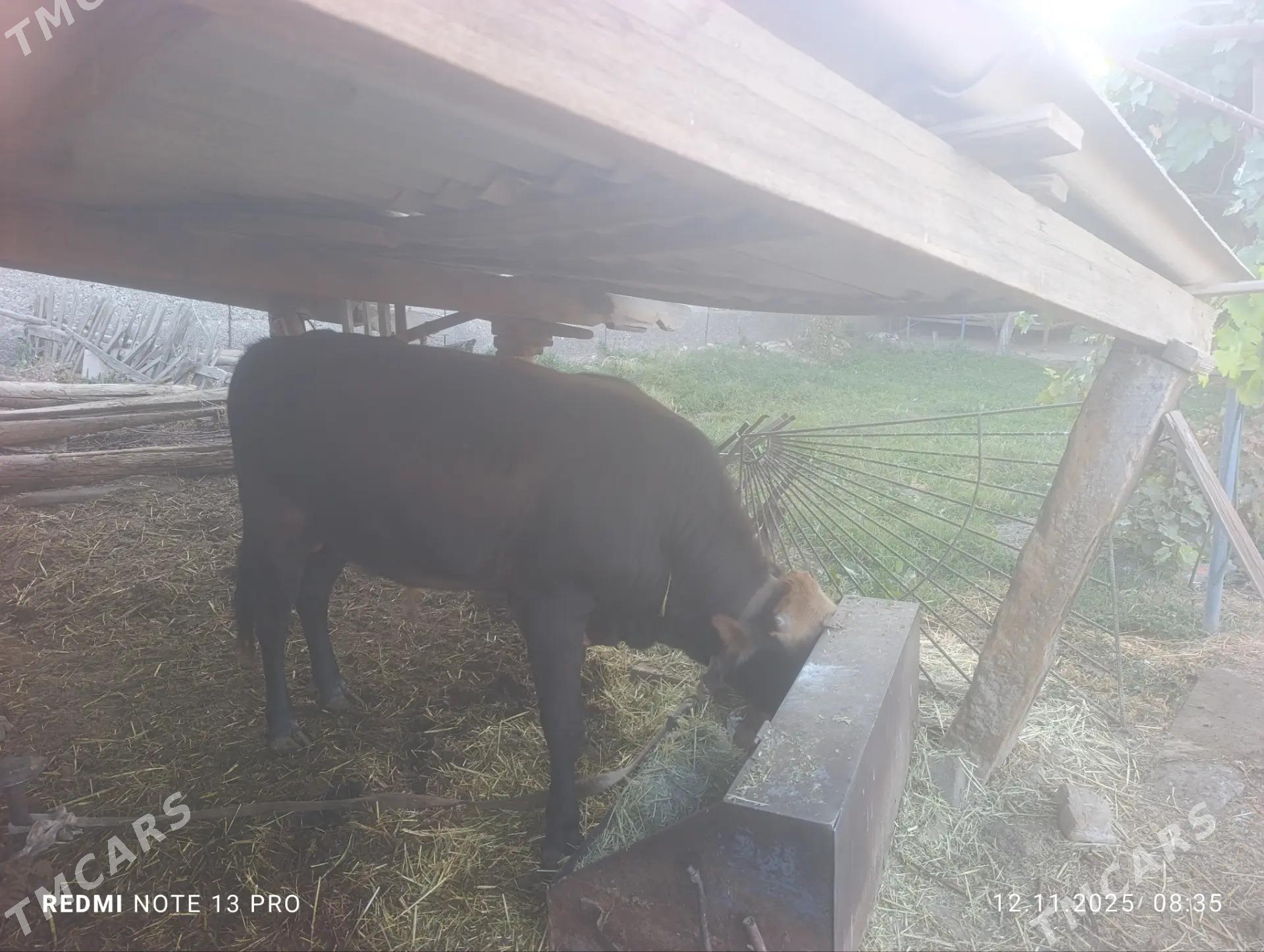 öküz - Векильбазар - img 2