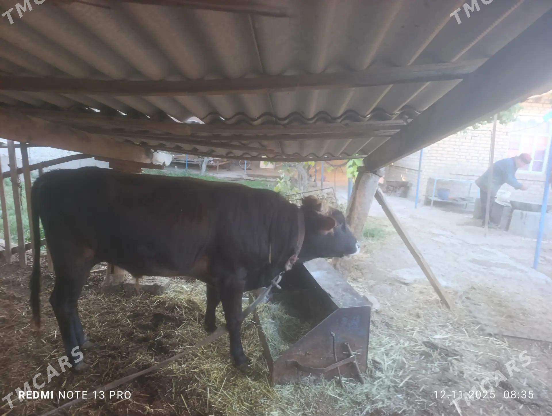 öküz - Векильбазар - img 3