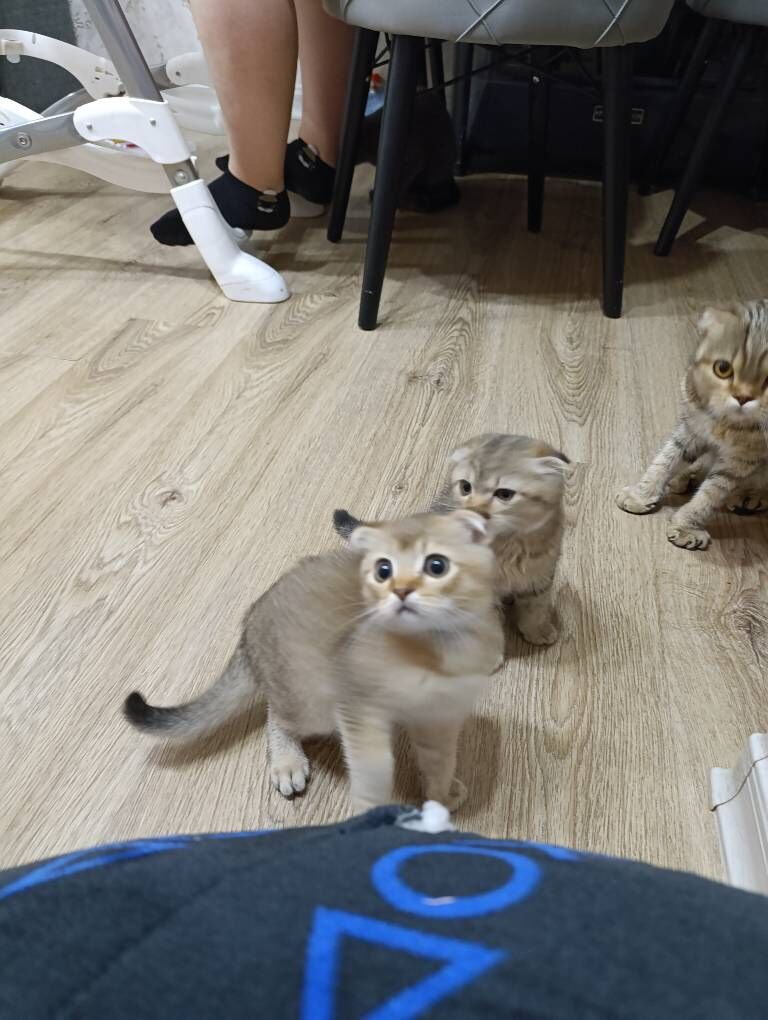 шиншилловые котята - Türkmenbaşy - img 7