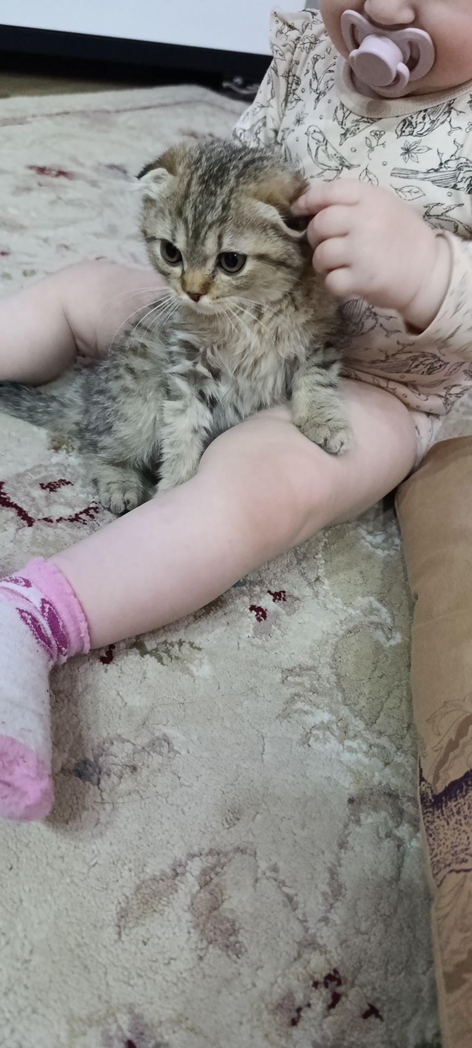 шиншилловые котята - Türkmenbaşy - img 2