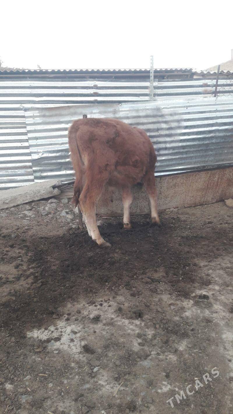 okuz - Гёкдепе - img 4