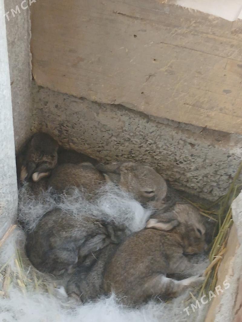 товшан - Гёкдепе - img 3