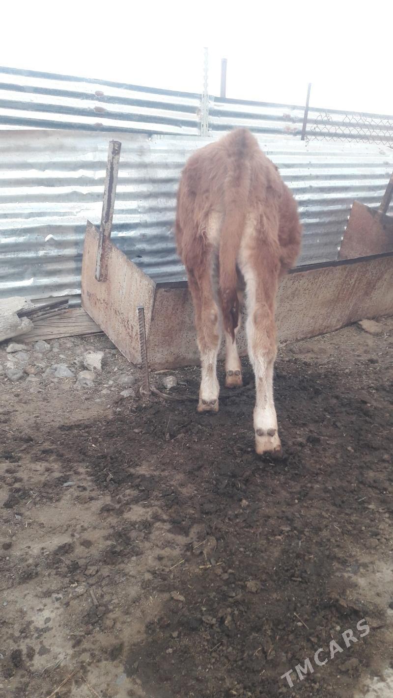 okuz - Гёкдепе - img 3