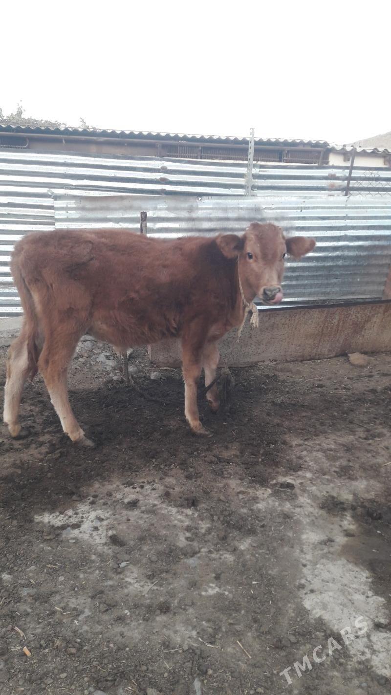 okuz - Гёкдепе - img 2