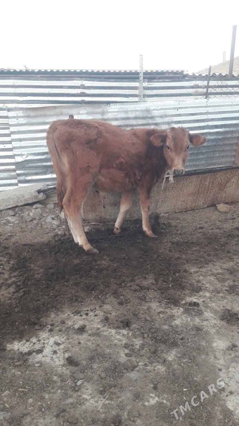 okuz - Гёкдепе - img 5