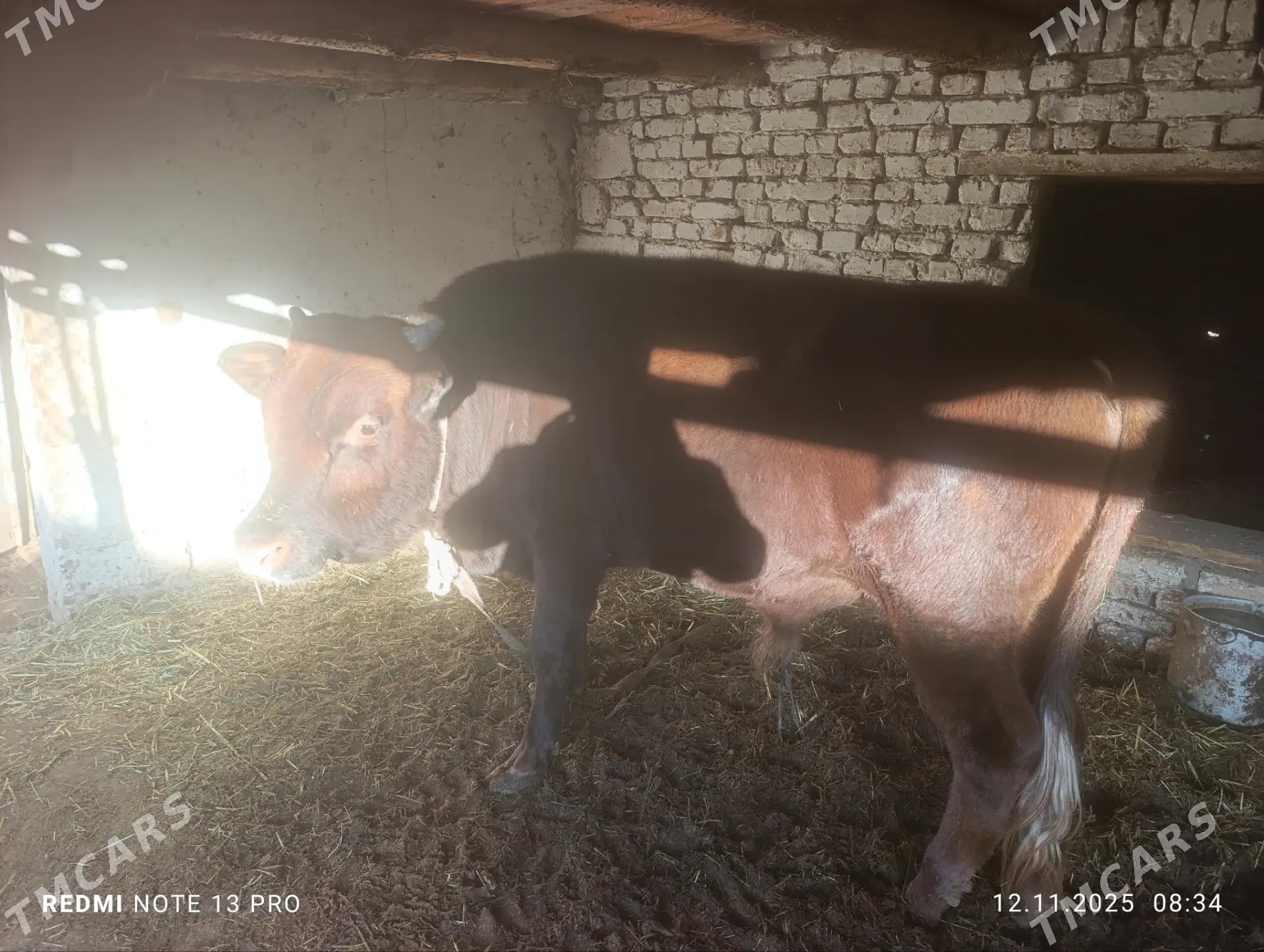 öküz - Векильбазар - img 1