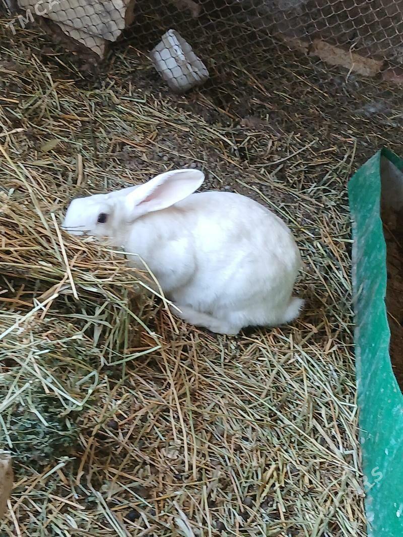 товшан - Гёкдепе - img 2