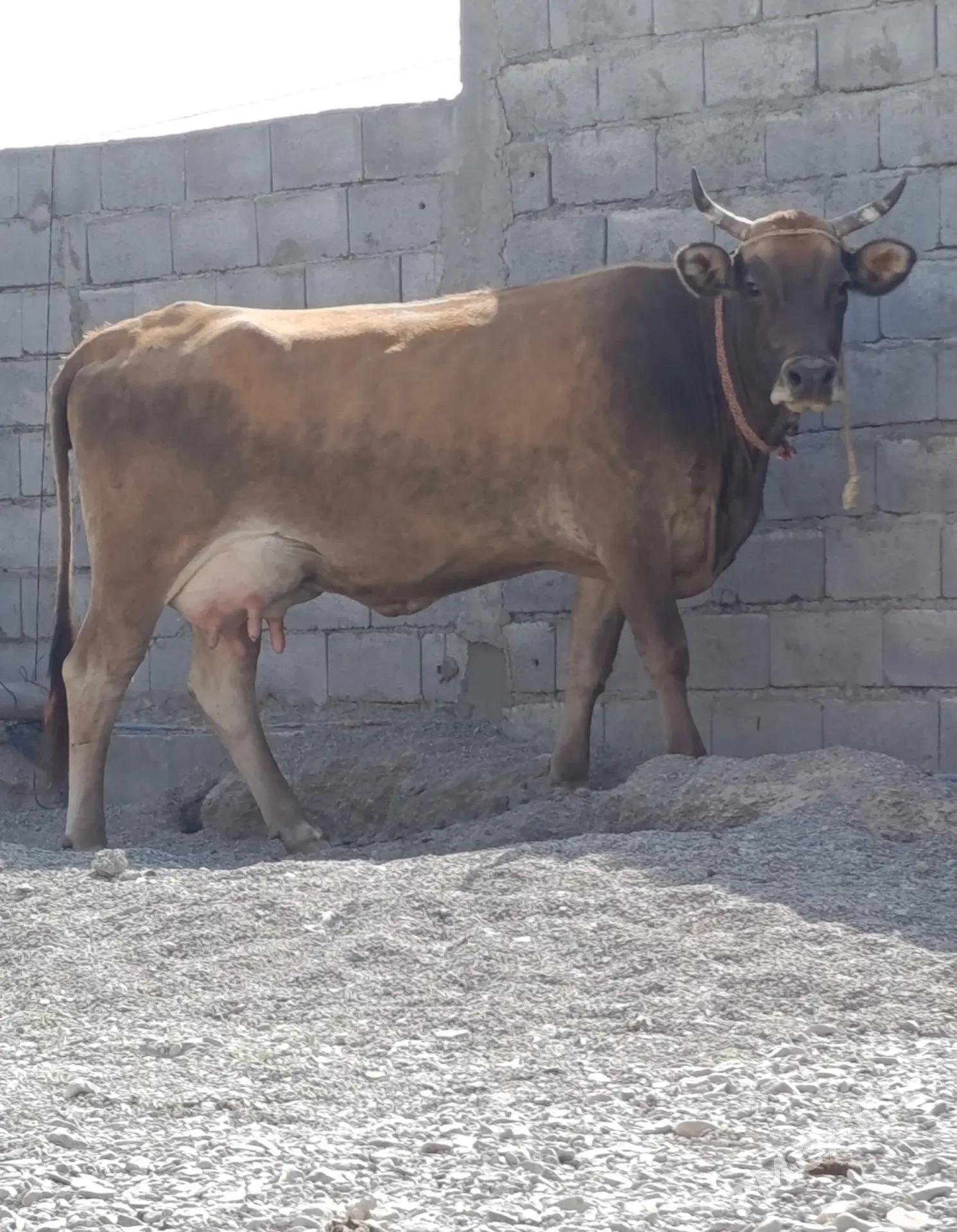 goleli sygyrlar - Wekilbazar - img 1