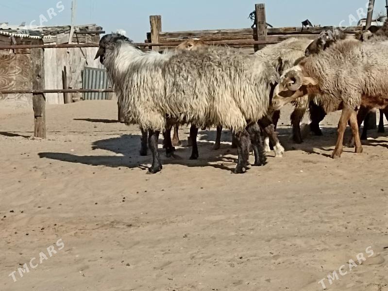 höwir Goç - Türkmenbaşy - img 5