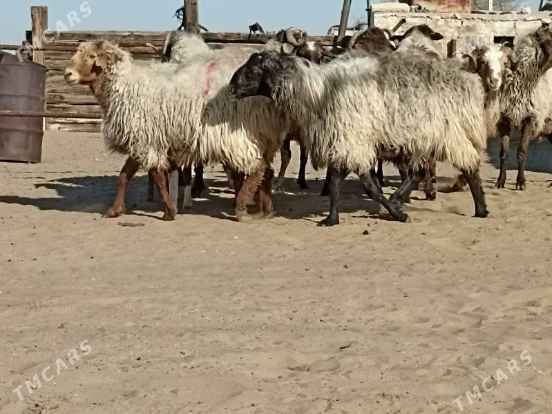 höwir Goç - Türkmenbaşy - img 6