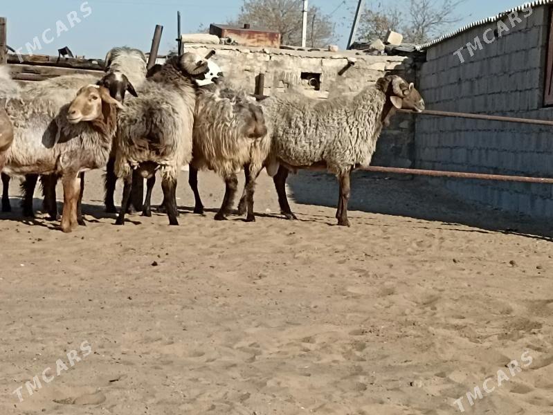 höwir Goç - Türkmenbaşy - img 3