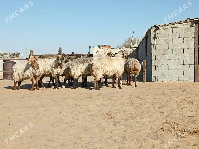 höwir Goç - Türkmenbaşy - img 2