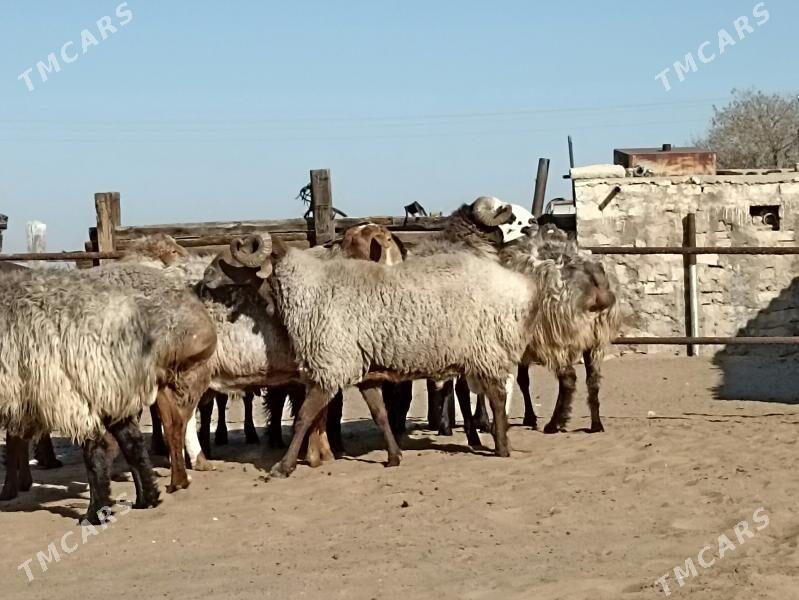 höwir Goç - Türkmenbaşy - img 4