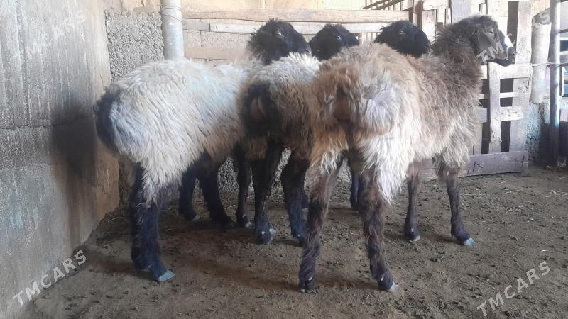 Goÿun - Herrikgala - img 4