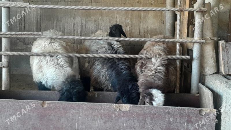 Goÿun - Herrikgala - img 2