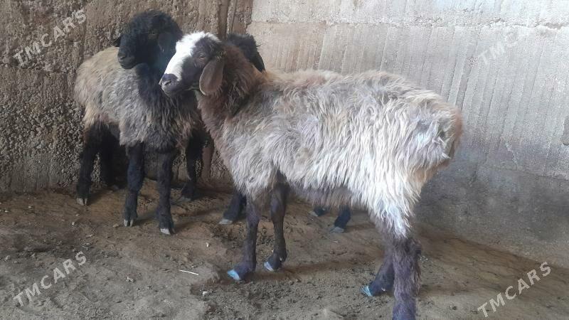 Goÿun - Herrikgala - img 7