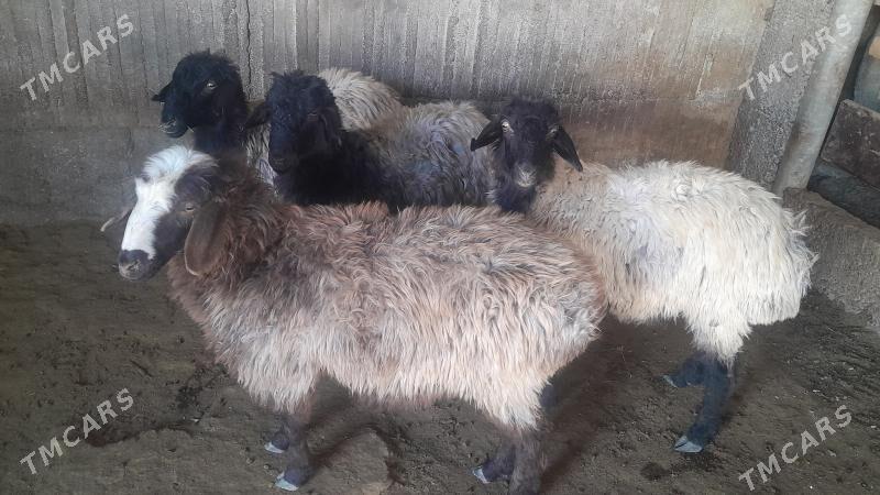 Goÿun - Herrikgala - img 9