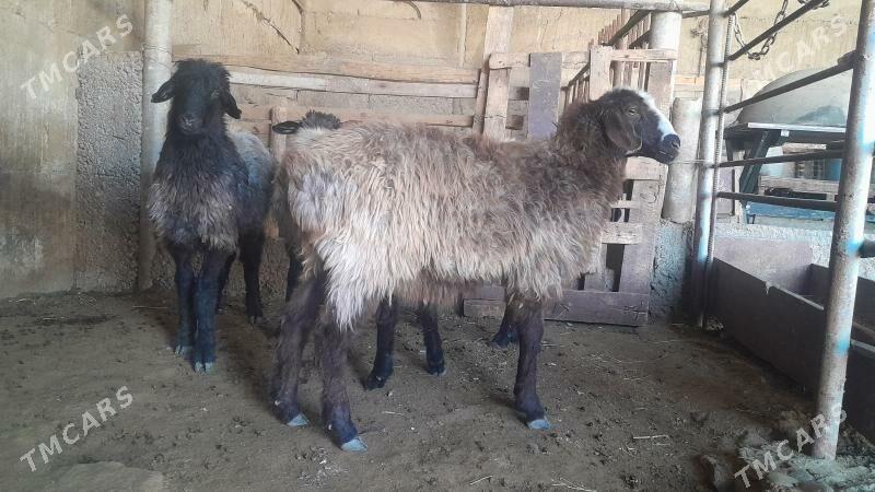 Goÿun - Herrikgala - img 8