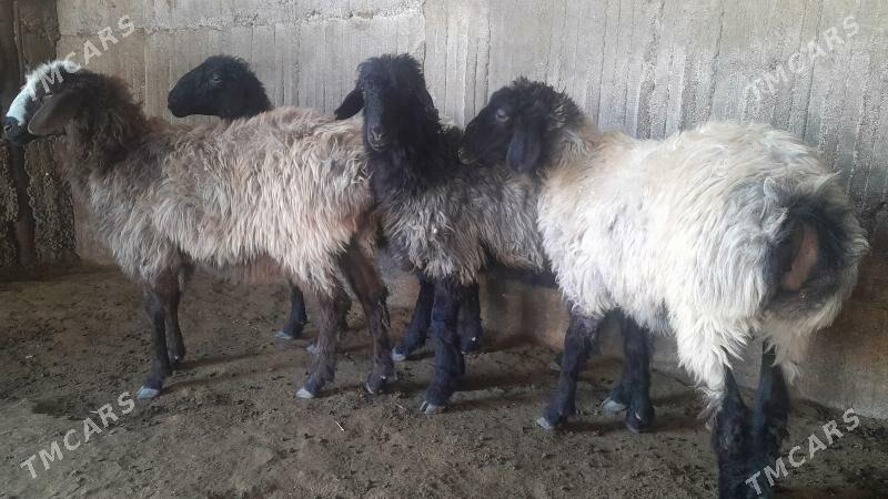 Goÿun - Herrikgala - img 6