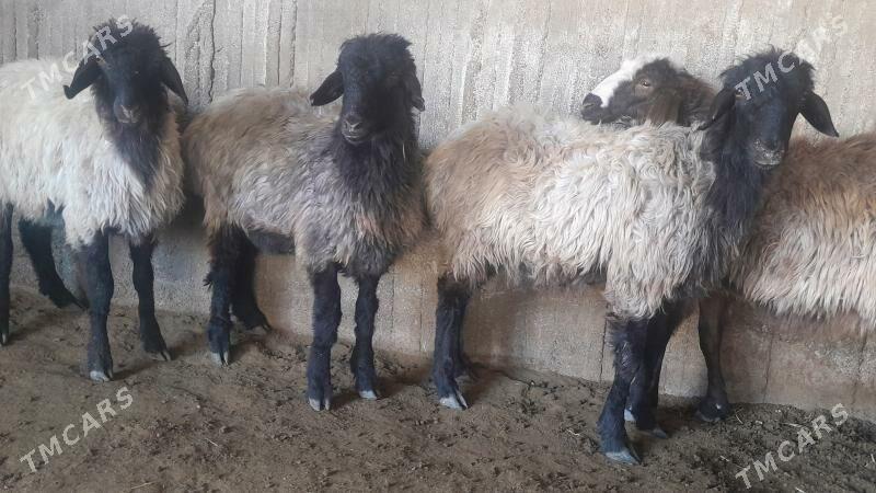 Goÿun - Herrikgala - img 5