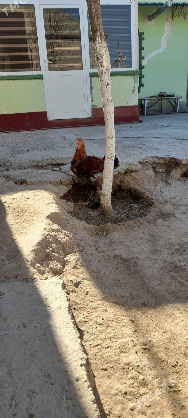 Brama horaz - Ашхабад - img 1