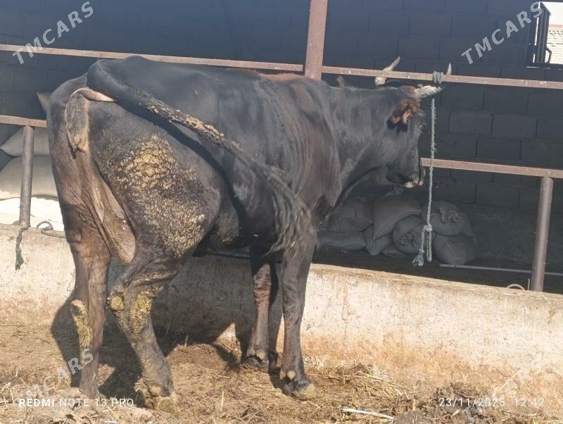 gysyr sygyr - Бахарден - img 2